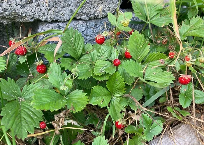 Ferienhaus Wikingowka *